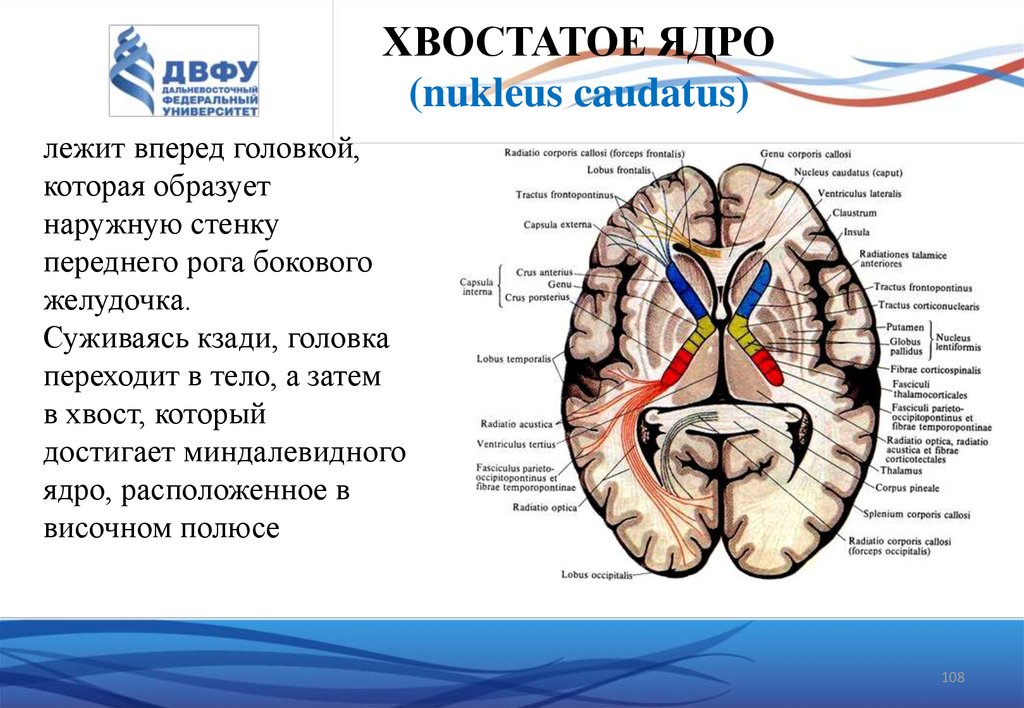 Функциональная анатомия спинного мозга презентация