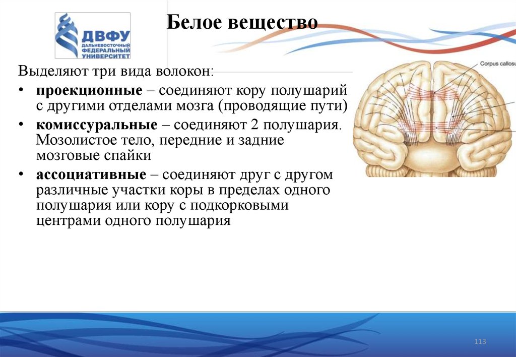 Структура белого вещества головного мозга. Белое вещество мозга. Волокна белого вещества полушарий. Комиссуральные волокна соединяют. Строение белого вещества.