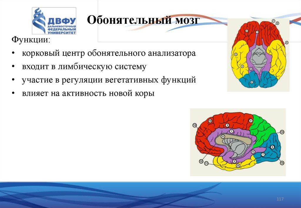 Обонятельные зоны мозга. Центральный отдел обонятельного мозга строение. Структуры центрального отдела обонятельного мозга. Обонятельный мозг функции функции. Функция обонятельных долей головного мозга.