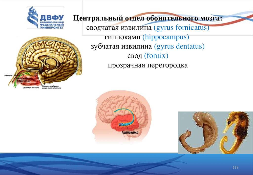 Функциональная анатомия. Гиппокамп и зубчатая извилина. Gyrus Fornicatus сводчатые извилины. Зубчатая извилина гиппокампа обонятельный мозг. Гирус форникатус.