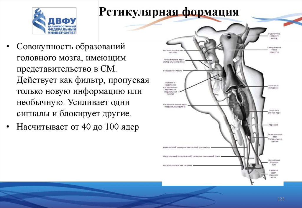 Ретикулярная формация спинного мозга. Функциональная анатомия. Функциональность анатомия. Функциональная анатомия спинного мозга Гайворонский презентация.