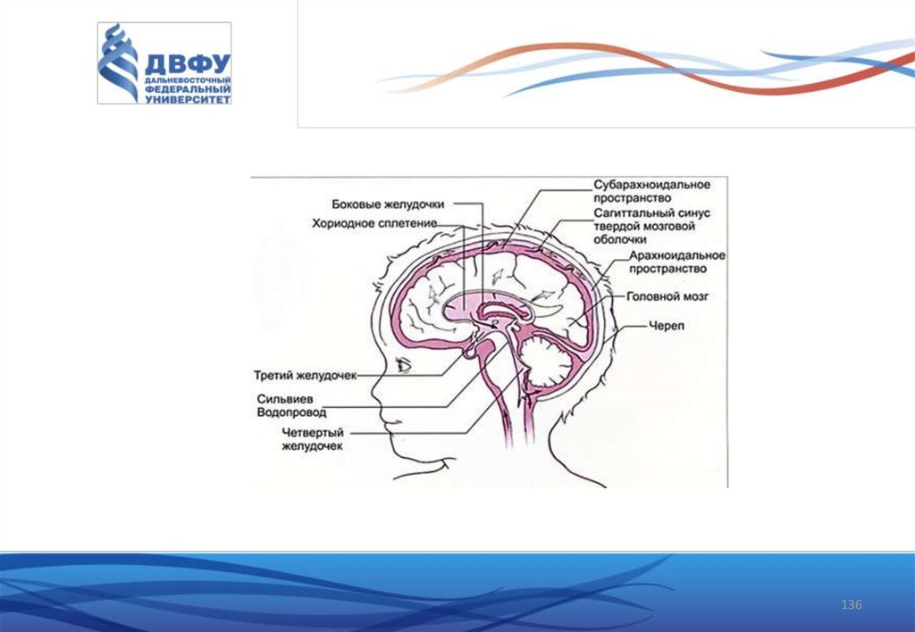 Функциональная анатомия. Функциональная анатомия спинного и головного мозга. Функциональная анатомия спинного мозга Гайворонский презентация. Функциональная анатомия спинного мозга кроссворд.