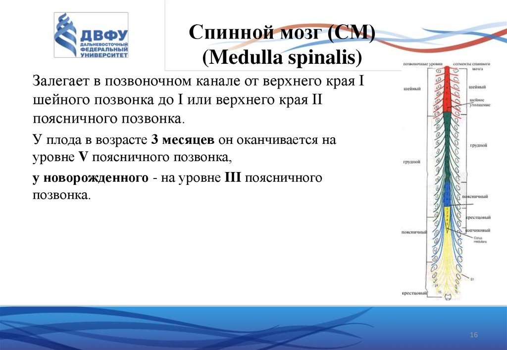 Спинной мозг анатомия. Функциональная анатомия спинного мозга Гайворонский презентация. Медулла Спиналис. Medulla spinalis Anatomy.