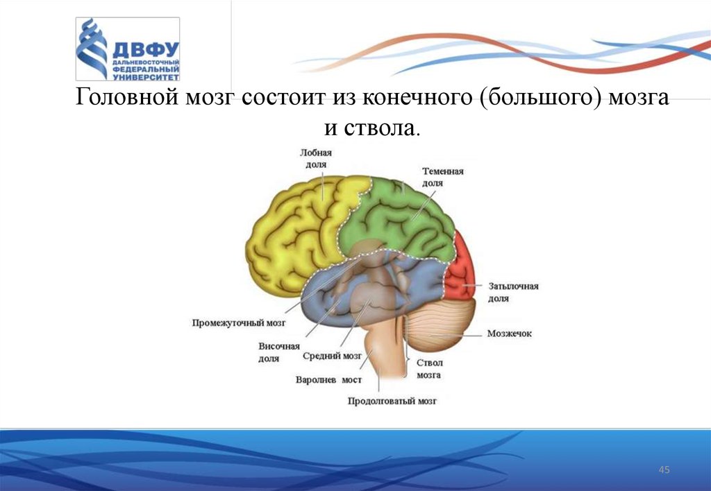 Задний отдел головного мозга состоит. Конечный мозг и ствол мозга. Головной мозг момтоитиз. Головрй мозг сомтоит и. Из чего состоит головной мозг.
