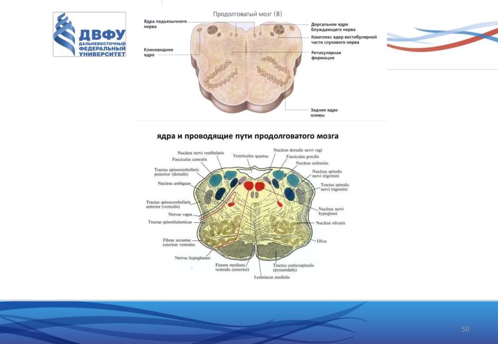 Функциональная анатомия спинного мозга презентация