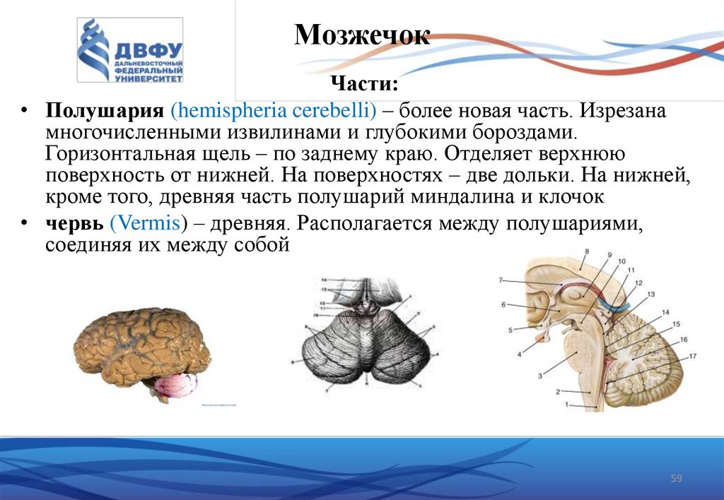 Мозжечок особенности строения