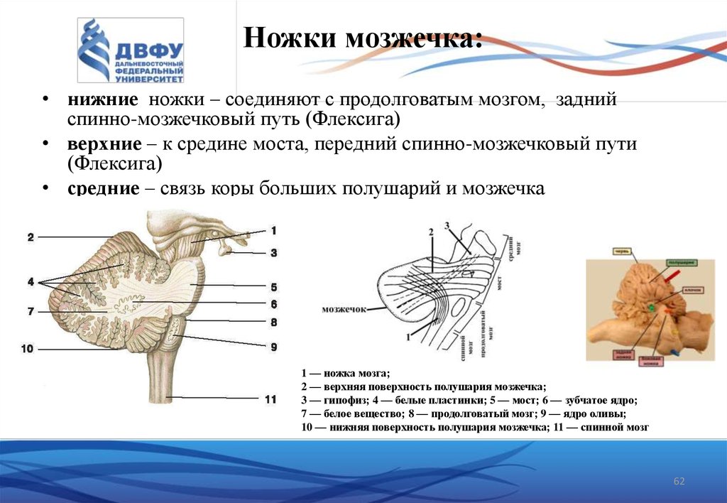 Средние ножки мозжечка. Мозжечок анатомия ножки мозжечка. Задние ножки соединяют мозжечок с. Ножки мозжечка анатомия. Средняя ножка мозжечка анатомия.