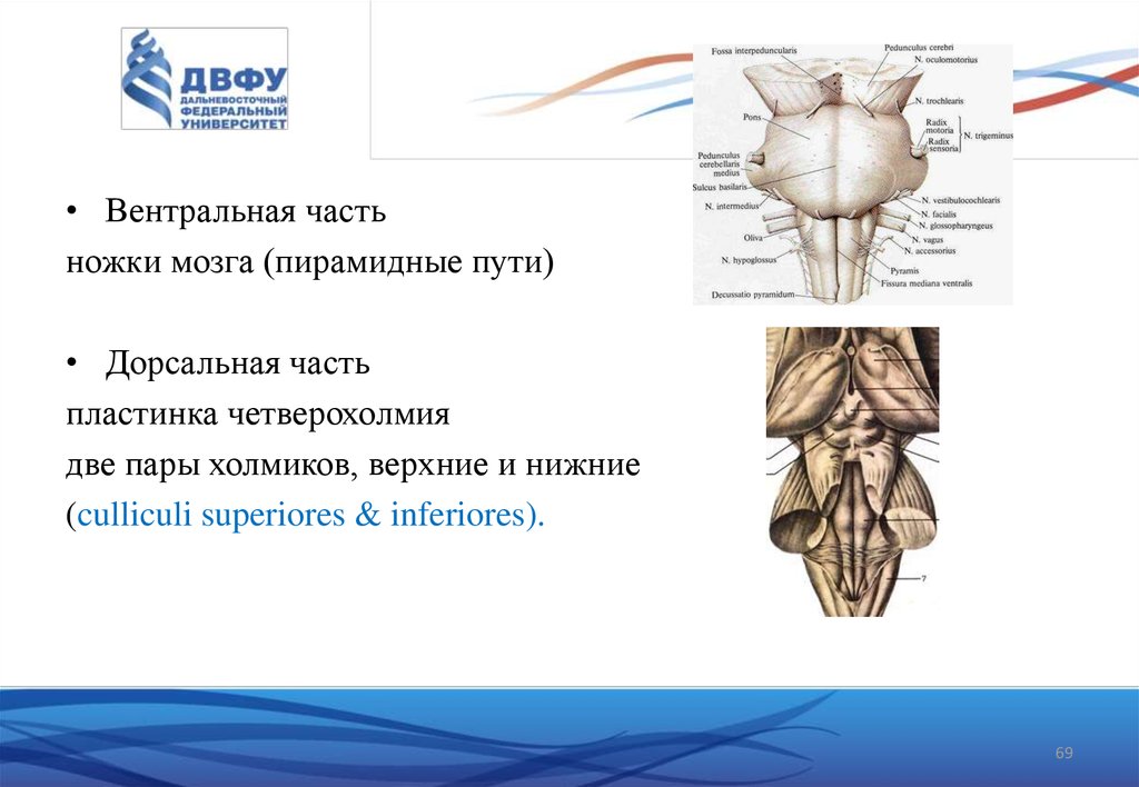 Дорсальная поверхность мозга. Вентрально дорсально латерально медиально. Вентральная часть ножки мозга. Вентральный это в анатомии. Вентральная дорсальная часть это.