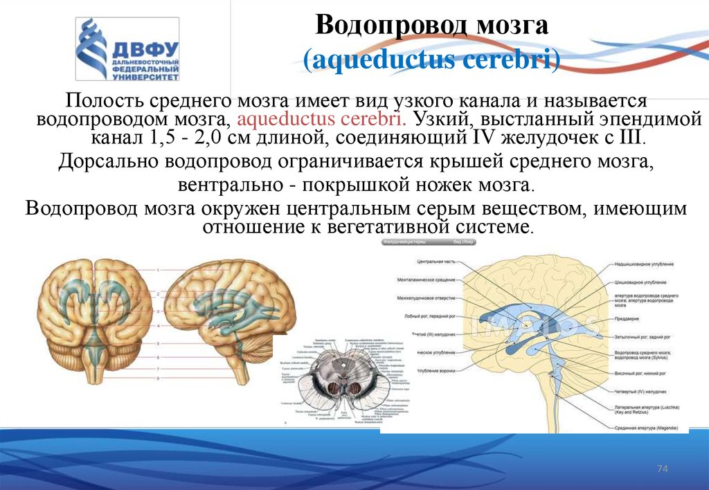 Желудочки среднего мозга. Анатомические образования, соединяющие водопровод мозга. Средний мозг СИЛЬВИЕВ водопровод. СИЛЬВИЕВ водопровод 4 желудочек. Строение мозгасильвеев водопровод.