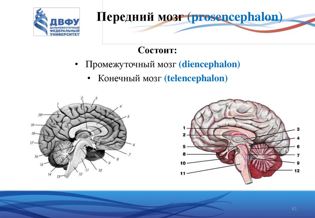 Каким веществом образован передний мозг. Telencephalon строение. Конечный мозг промежуточный мозг. Функциональная анатомия конечного мозга. Передний конечный мозг.