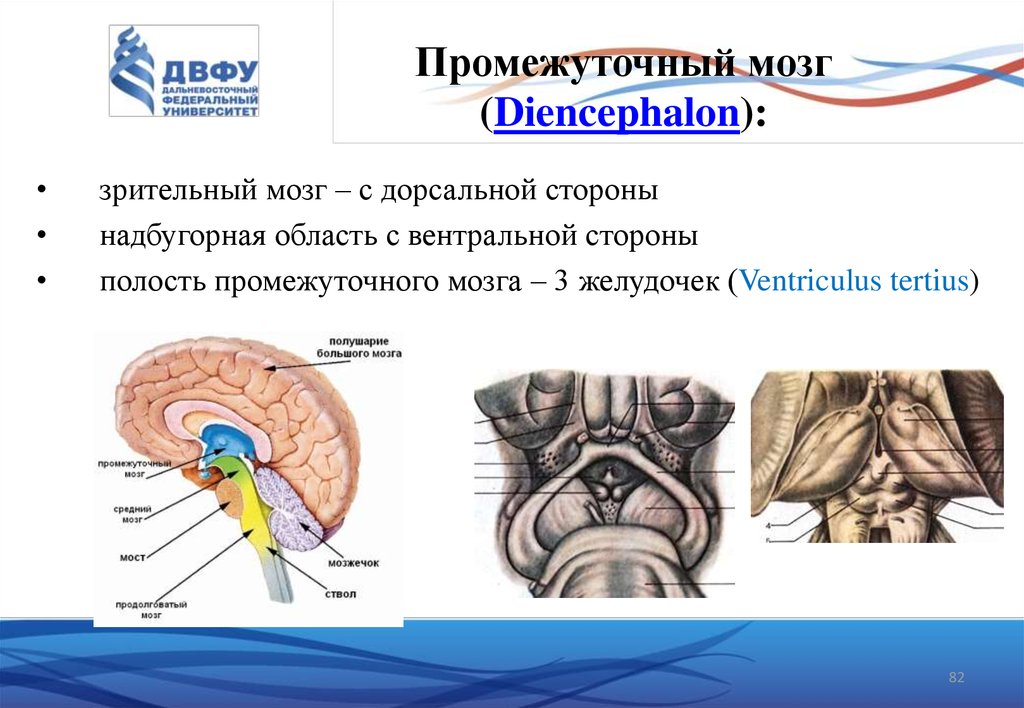 Промежуточный мозг образования. Части промежуточного мозга анатомия. Третий желудочек полость промежуточного мозга строение. Вентральный отдел промежуточного мозга. Промежуточный мозг анатомия мед универ.
