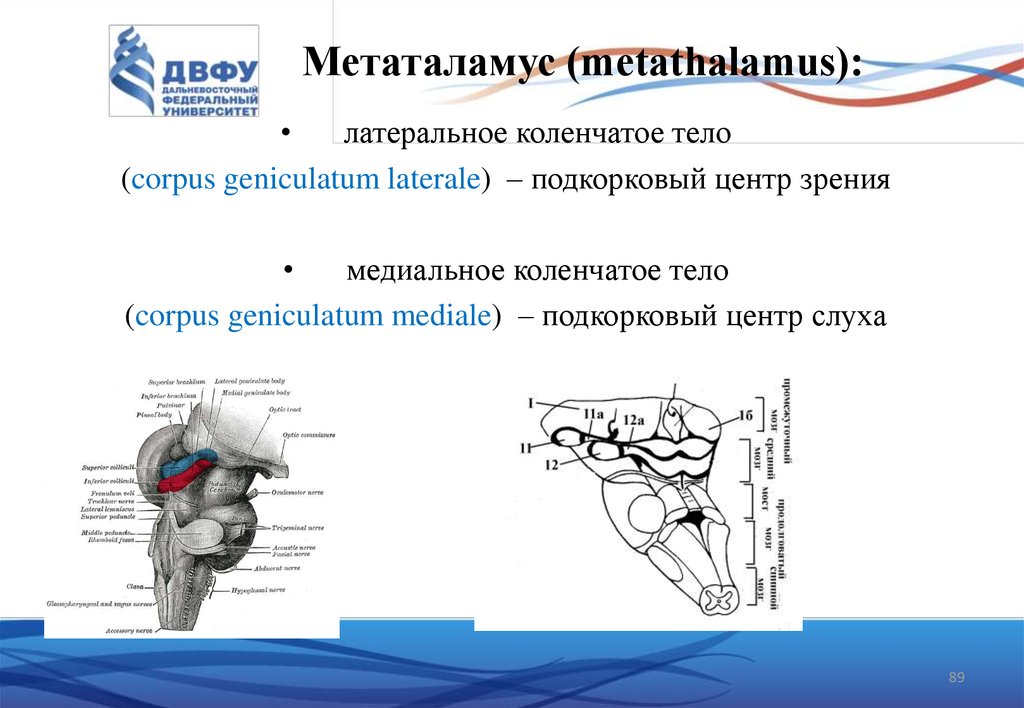 Коленчатые тела мозга. Латеральное коленчатое тело анатомия. Метаталамус коленчатые тела. Латеральное коленчатое тело таламуса. Метаталамус анатомия.