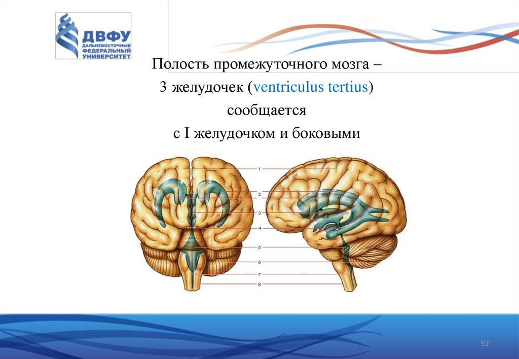Средний мозг желудочек. Промежуточный мозг 3 мозговой желудочек. III желудочек, ventriculus Tertius. Полость промежуточного мозга. Желудочки промежуточного мозга.