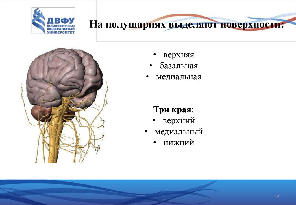 Функциональная анатомия. Функциональная анатомия спинного мозга Гайворонский презентация. Функциональная связь спинного и головного мозга реферат.