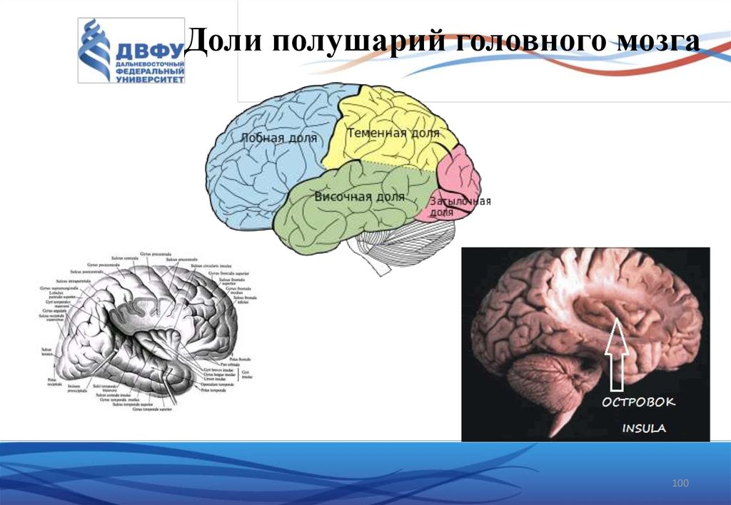 Функциональная анатомия презентация