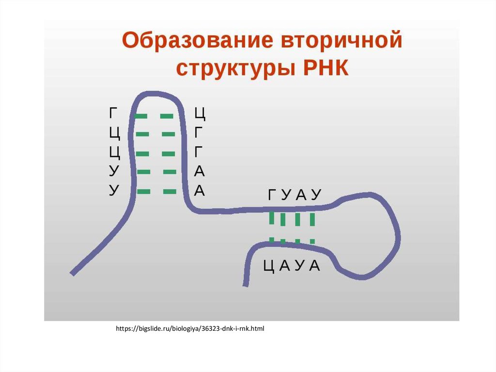 Формирование рнк. Вторичная структура РНК. Строение вторичной структуры РНК. РНК. Схема строения РНК.