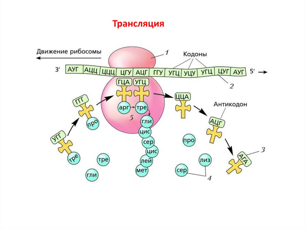 Участие в процессе трнк. Схема биосинтеза белка ДНК. Биосинтез белка трансляция схема. Биосинтез белка биология в схемах.