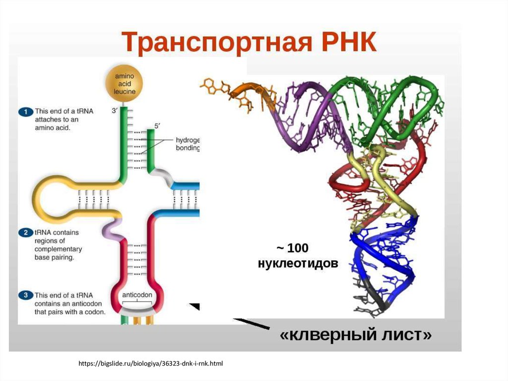 Схема т рнк