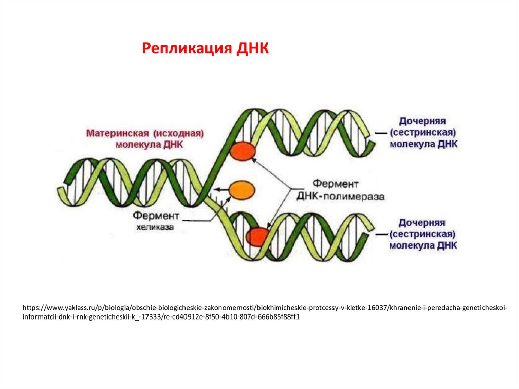 Нить рнк. Механизм репликации ДНК схема. Этапы репликации ДНК схема. Репликация ДНК схема ЕГЭ биология. Этапы механизма редупликации ДНК.