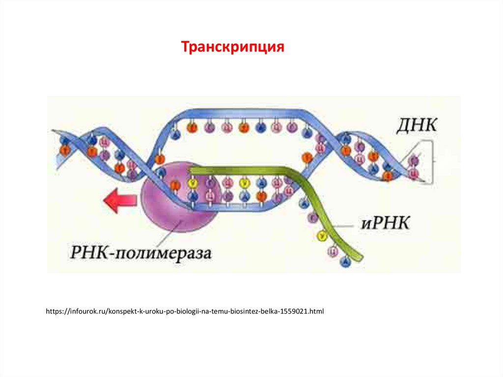 Биосинтез гена. Схема образования ИРНК У эукариот. Строение транскрипции ДНК. Механизм транскрипции ДНК. Транскрипция ДНК биология.