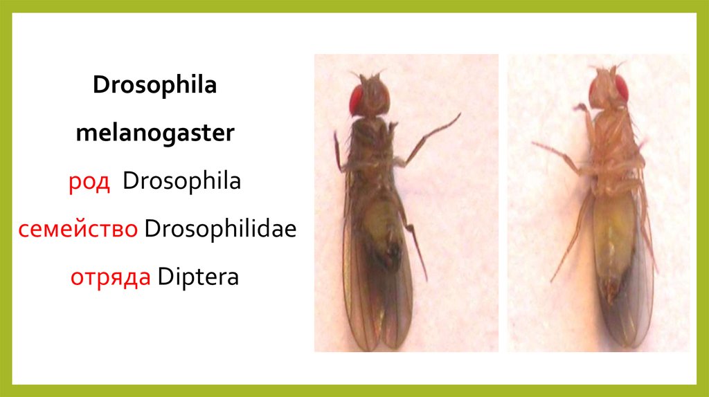 Жизненный цикл дрозофилы. Личинки Drosophila melanogaster. Жизненный цикл дрозофилы Меланогастер. Половой диморфизм Drosophila melanogaster. Личинка дрозофилы Меланогастер первого возраста.