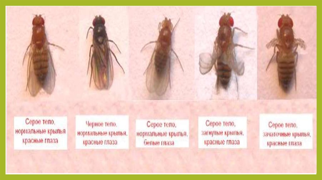 Нормальная форма глаз дрозофилы. Жизненный цикл дрозофилы Меланогастер. Нормальные Крылья у дрозофилы. Форма крыльев у нормальных дрозофил. Размер крыльев дрозофила нормального.