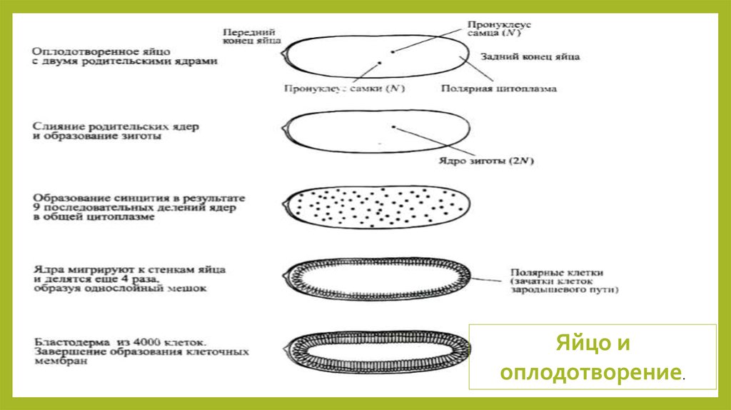 Жизненный цикл дрозофилы. Жизненный цикл дрозофилы Меланогастер. Строение яйца дрозофилы на русском. Полярные клетки это.