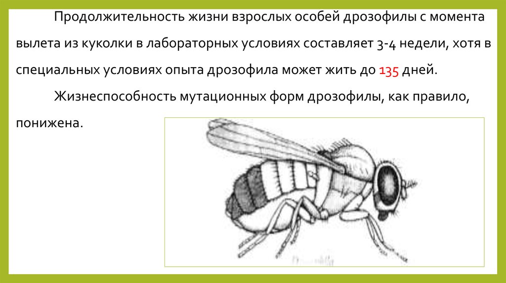 Сколько живет муха в помещении. Строение куколки дрозофилы. Жизненный цикл мушки дрозофила. Муха дрозофила строение. Жизненный цикл плодовой мушки.