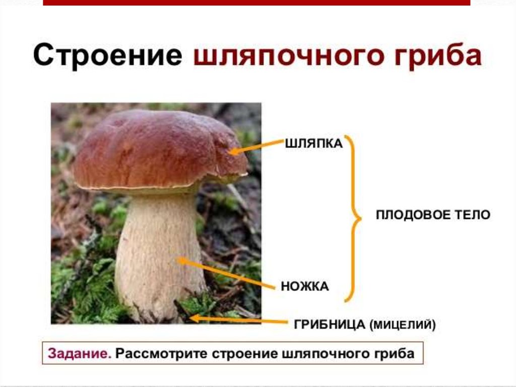 Из чего состоит белый гриб. Грибы строение шляпочных грибов. Гриб строение шляпочного гриба. Нарисовать строение шляпочного гриба. Строение гриба Боровика.