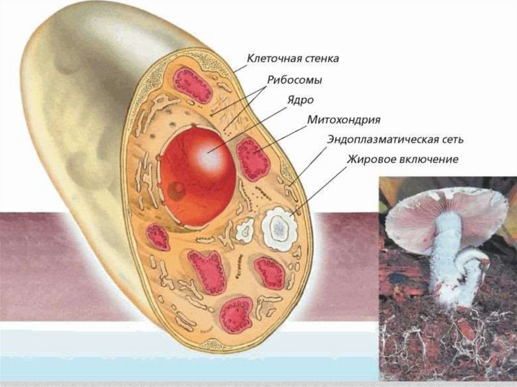 В клетках грибов есть ядро. Схема строения клетки гриба рисунок. Строение ядра грибной клетки. Подпишите органоиды грибной клетки.. Строение клетки гриба рисунок.