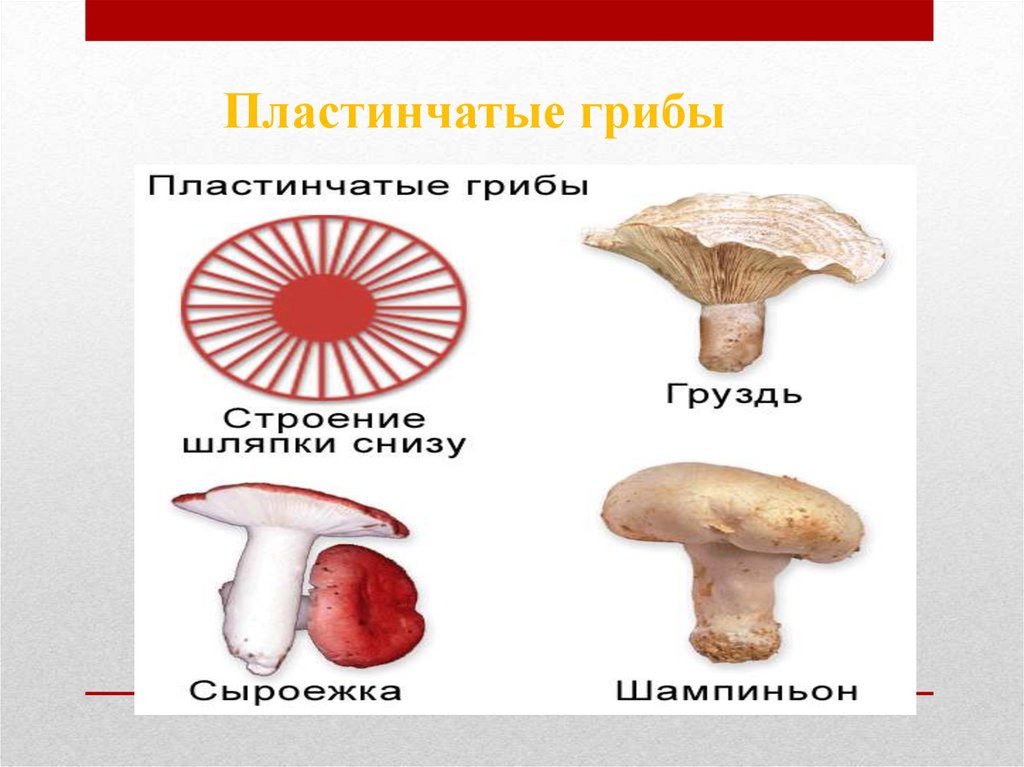 Особенности строения пластинчатый гриб трубчатый гриб