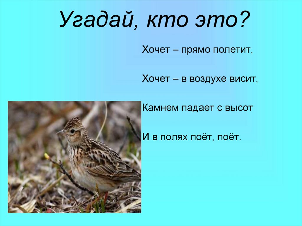 Песня жаворонком звонким полетим в края. Загадка про жаворонка. Загадка про жаворонка для детей. Стих про жаворонка для детей. Загадка про жаворонка для дошкольников.