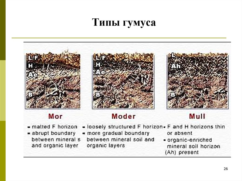Перегной гумус образуется из. Классификация гумуса. Гумус почвы. Мор гумус. Классификация типов гумуса.