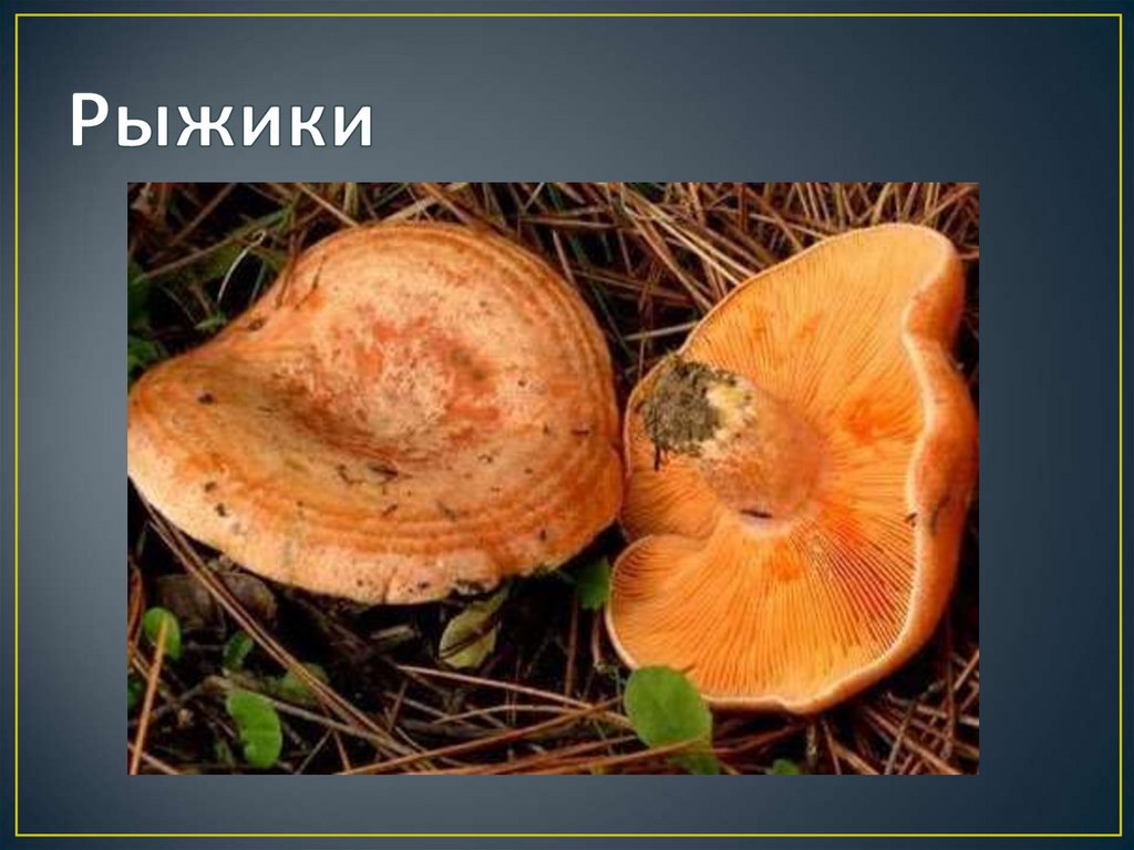 Какой гриб рыжик. Млечник Рыжик гриб. Рыжик Сосновый/Боровой (Lactarius deliciosus);. Рыжик Пихтовый. Гриб Рыжик несъедобные рыжики.