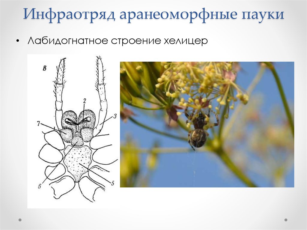 Хелицеры и педипальпы паука рисунок с подписями