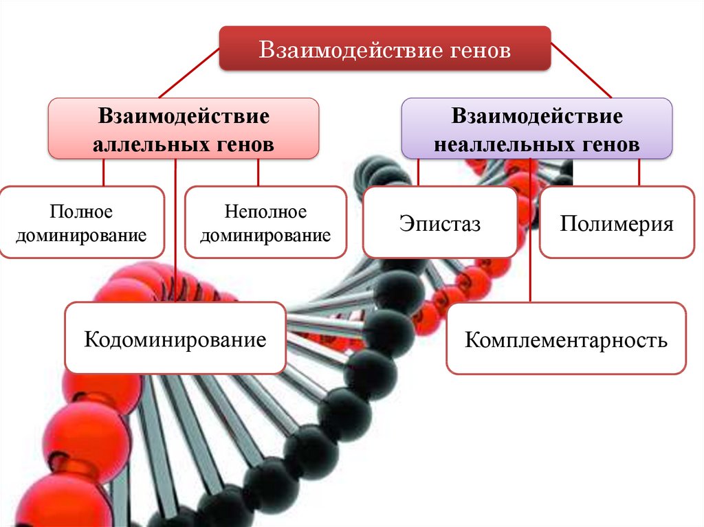 Взаимодействие генов группы крови