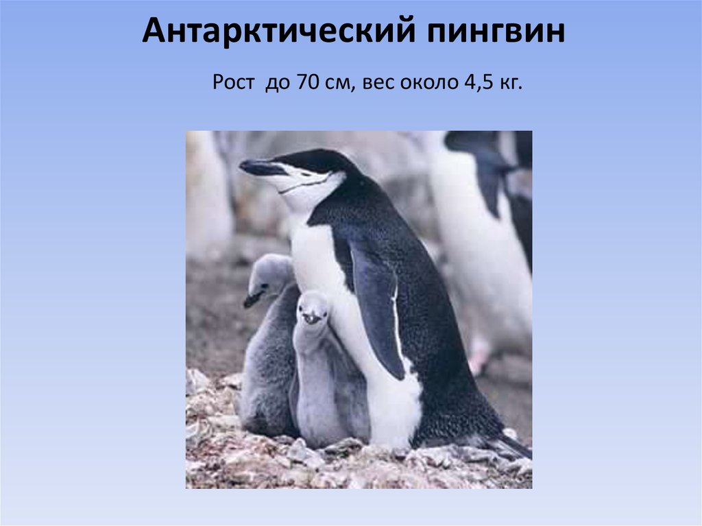 У какого пингвина всегда есть действие. Императорский Пингвин рост и вес. Вес пингвина. Питание пингвинов. Приспособление пингвинов.