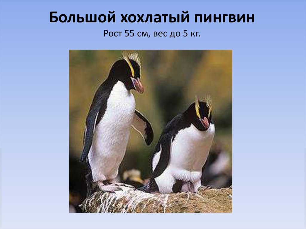 Северный хохлатый пингвин фото