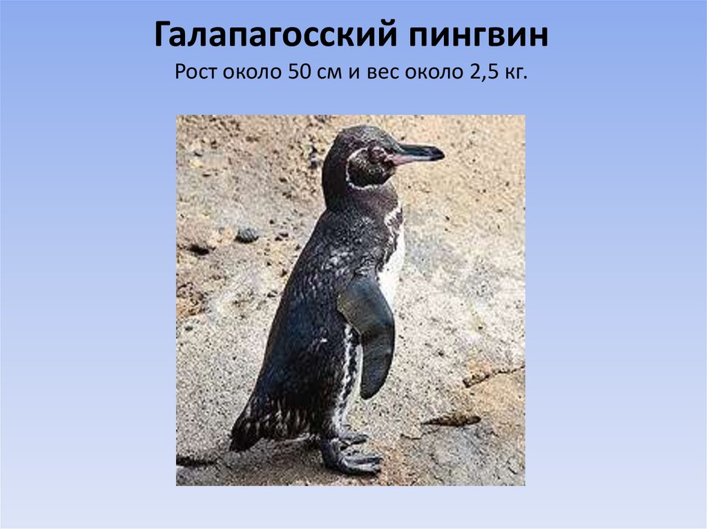 Какой тип развития характерен для субантарктического пингвина. Галапагосский Пингвин красная книга. Галапагосский Пингвин рост. Галапагосский Пингвин описание. Экваториальные пингвины.
