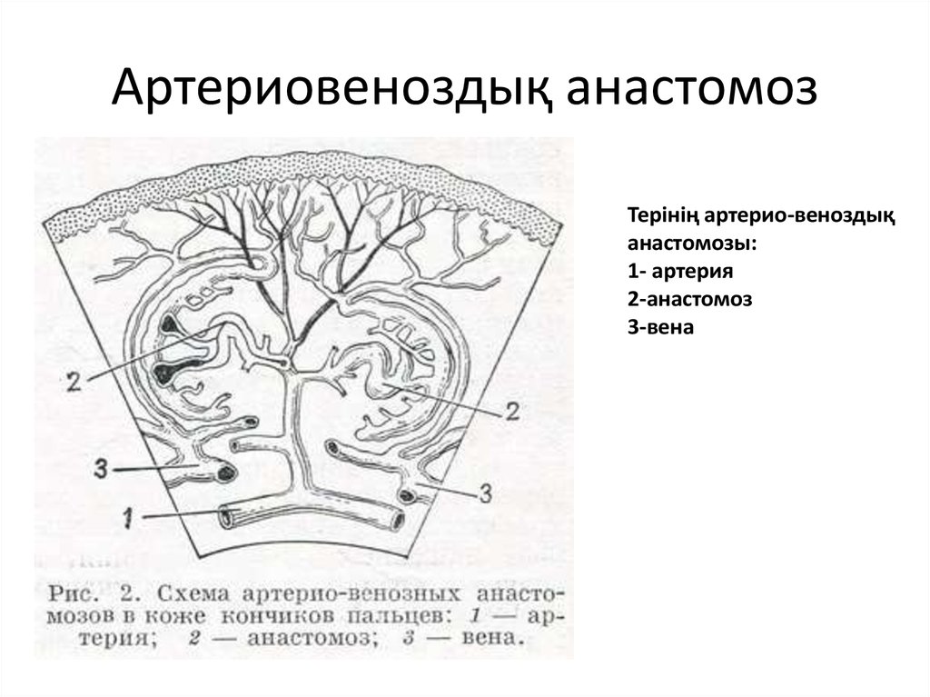 Лопаточный анастомоз схема