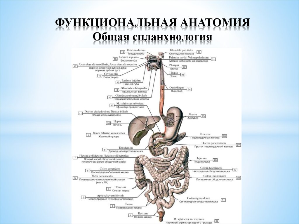 Разделы анатомии. Спланхнология пищеварительная система Сапин. Спланхнология пищеварительная система в таблицах. Спланхнология учение о внутренних органах. Анатомия Спланхнология органы.