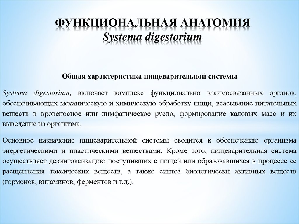 Функциональная анатомия