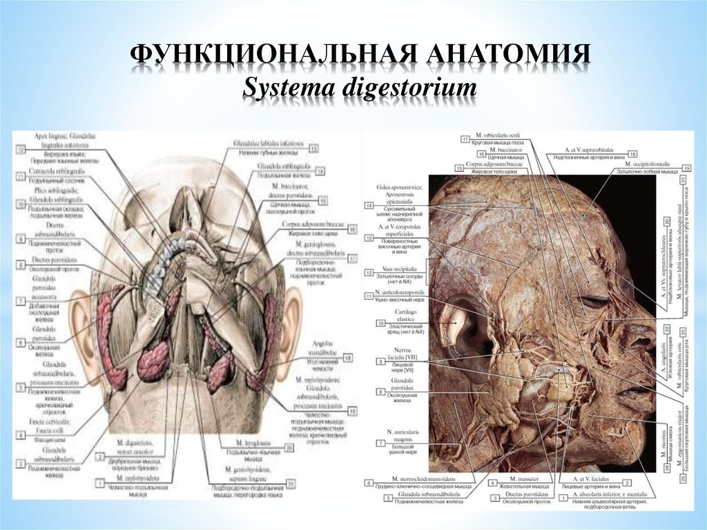 Функциональная анатомия. Спланхнология анатомия. Карточки по анатомии Спланхнология. Атлас Спланхнология.