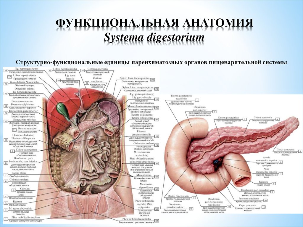 Полые органы пищеварения. Анатомический атлас пищеварительной системы человека. Спланхнология пищеварительная система. Спланхнология пищеварительная система анатомия. Структурно-функциональная единица паренхиматозного органа.