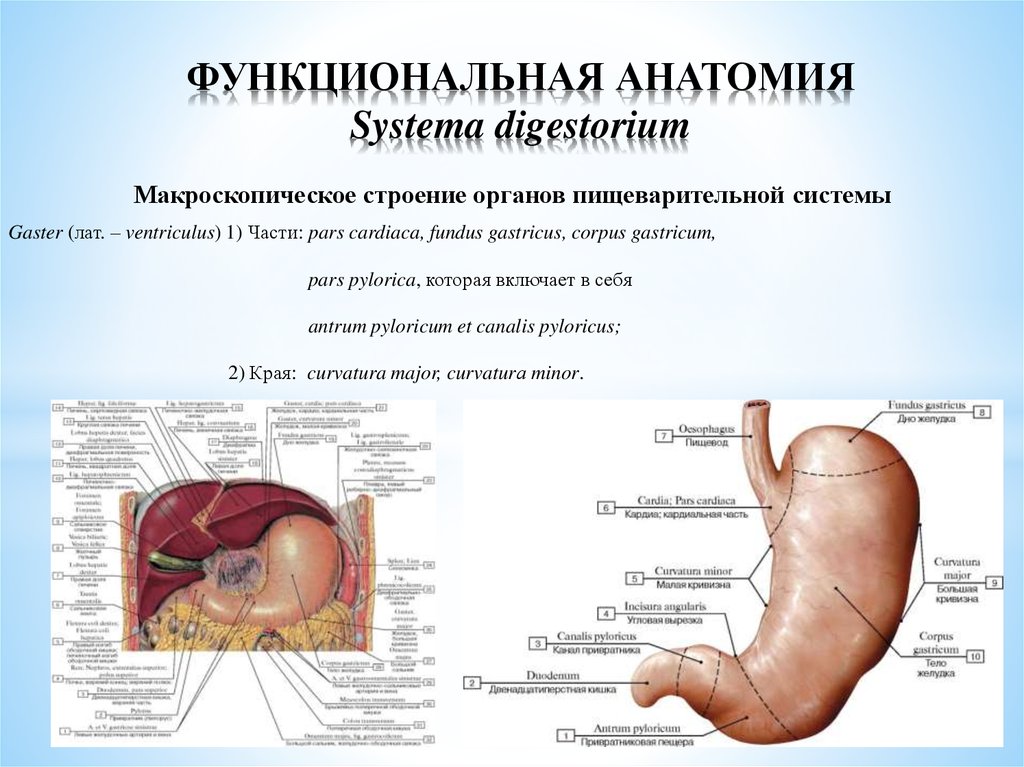 Функциональная анатомия. Спланхнология пищеварительная система анатомия. Функциональная анатомия желудка. Желудок анатомия латынь.