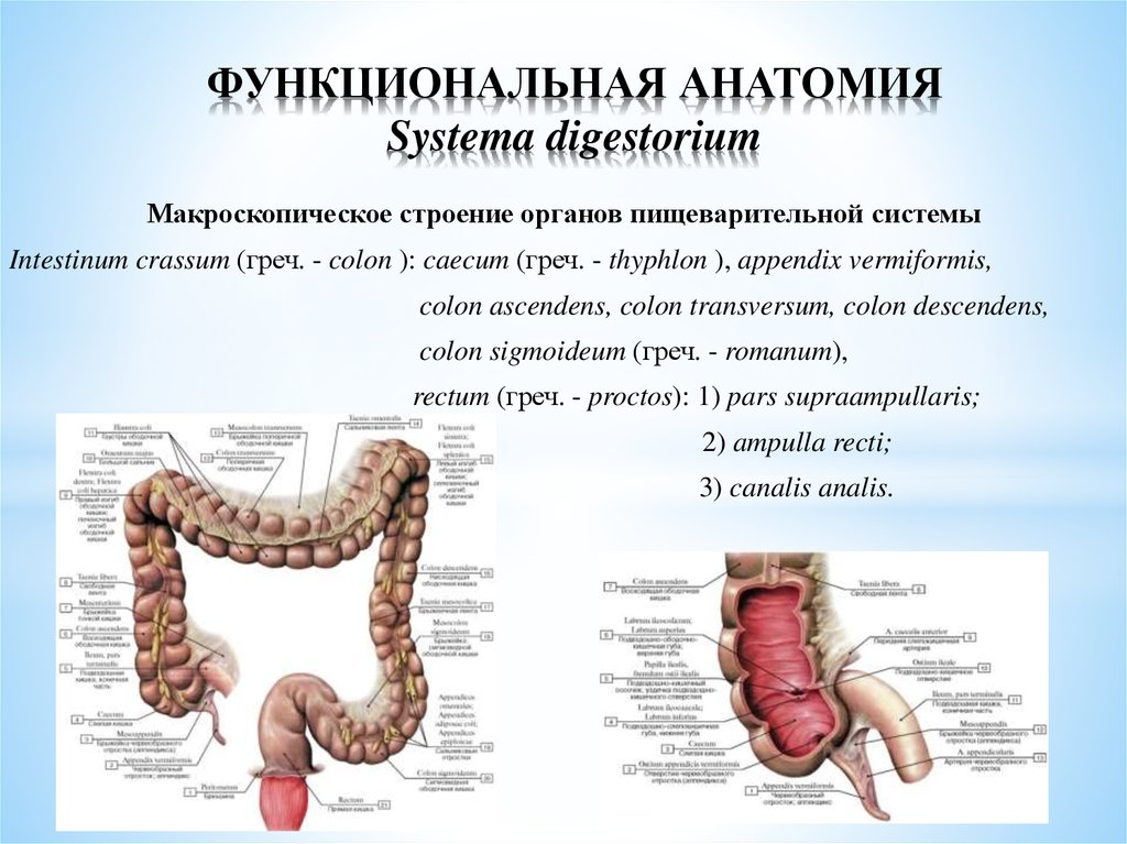 Функциональная анатомия. Спланхнология пищеварительная система анатомия. Спланхнология анатомия. Анатомия функциональный доклад.