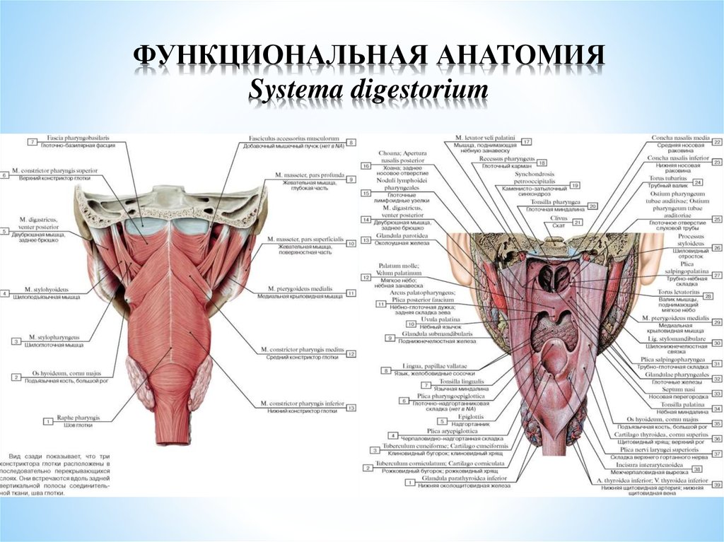 Функциональная анатомия. Спланхнология анатомия. Анатомия функциональный доклад. Конспект по анатомии Спланхнология.