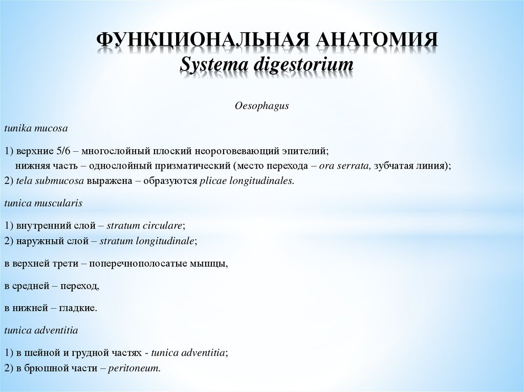 Функциональная анатомия презентация