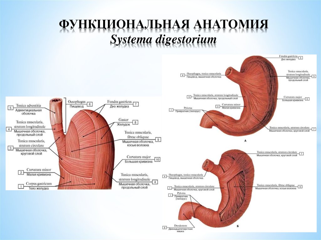 Функциональная анатомия. Функциональная анатомия желудка. Дно желудка анатомия человека. Мышечная оболочка желудка латынь. Мышечная оболочка желудка на латинском.