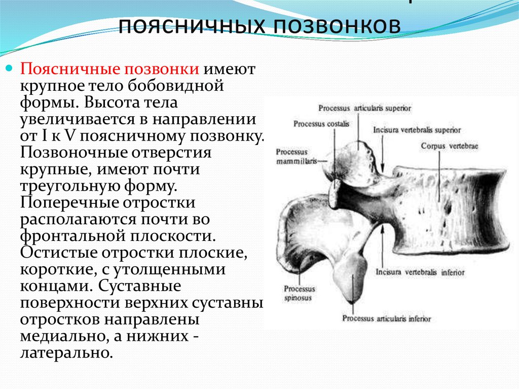 Поясничный позвонок анатомия